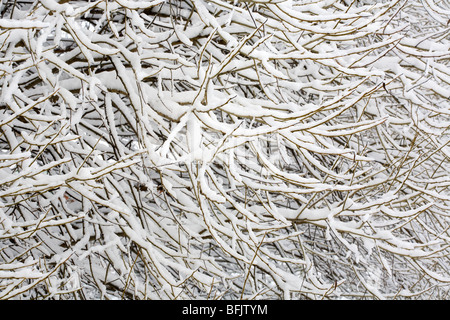 Crack willow branches covered with snow Stock Photo