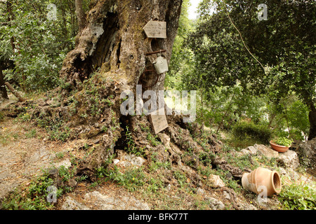 Decorated ancient olive tree, Zakynthos, Greece Stock Photo