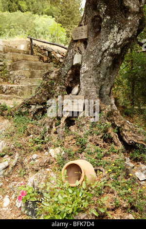 Decorated ancient olive tree, Zakynthos, Greece Stock Photo