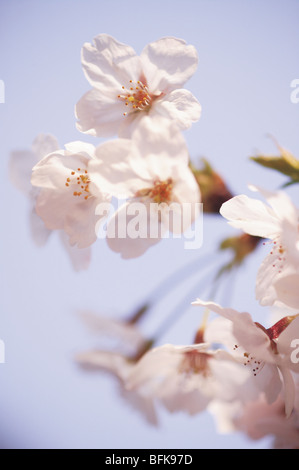 Pink spring cherry blossom, blue sky background Stock Photo - Alamy