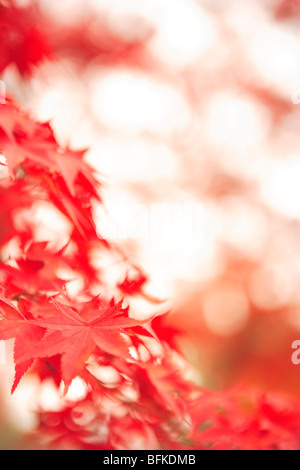 Close Up Image of Red Maple Tree Leaf Stock Photo