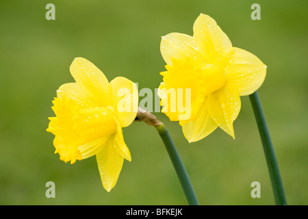 Daffodil Flowers with Raindrops Stock Photo