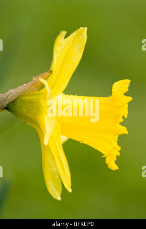 Daffodil Flowers with Raindrops Stock Photo