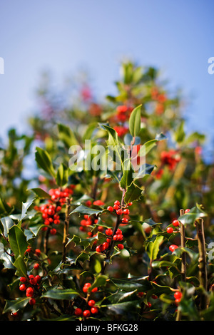 Holly bush in shallow focus against blue sky Stock Photo