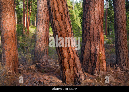 Ponderosa pine trees in a pine forest in the central Oregon Cascade Mountains Stock Photo