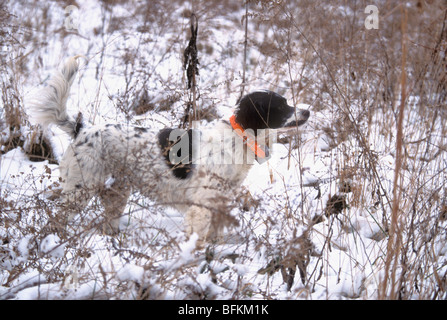 English Setter on Point in the Snow in Floyd County, Indiana Stock Photo