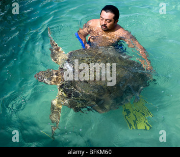 A scientist at the Tortugranja, or Turtle farm on Isla Mujeres in Mexico works with a large turtle bred at the hatchery. Stock Photo