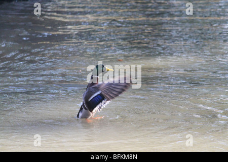 A Mallard drake duck flapping its wings in Crystal Palace Park Stock Photo