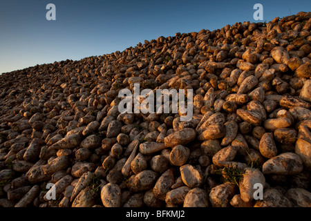 Sugar Beet Harvest - a hill of harvested sugar beet awaiting collection Stock Photo