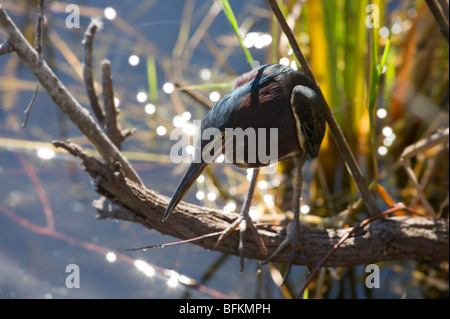 Green Heron (Butorides virescens) fishing near the Anhinga Trail, Royal Palm, Everglades National Park, Florida Stock Photo