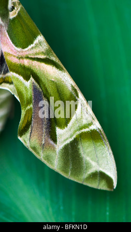 Daphnis nerii. Oleander Hawk moth. Abstract camouflage wing pattern Stock Photo