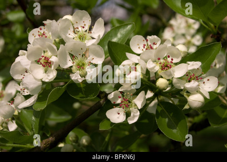 Pyrus communis (Wild Pear) Stock Photo