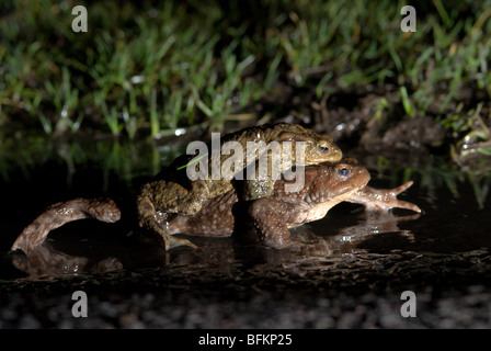 Common toad (Bufo bufo) mating pair in amplexus in a puddle crossing road on way to breeding pond. Midhurst, Sussex, UK Stock Photo
