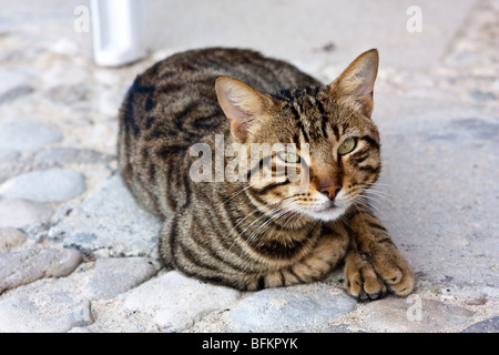 Tabby cat living at a Cuban resort Stock Photo