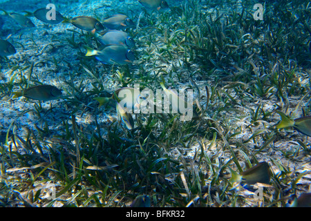 Tropical marine fish demonstrate the biological phenomenon crypsis or camouflage; Ocean surgeon fish Acanthurus bahianus Stock Photo