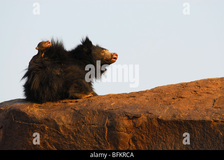 Bear Carrying young cub Stock Photo