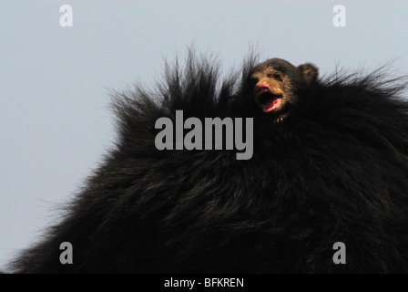 Sloth Bear Cub Riding on Mother Stock Photo