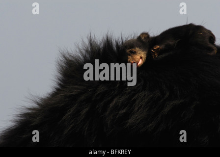 Slother Bear Cub Sleeping on Mother's Back Stock Photo