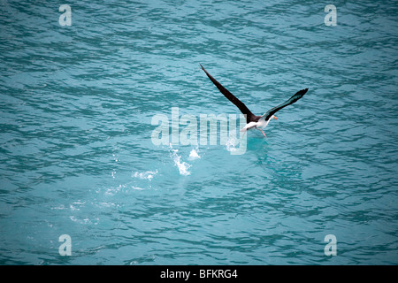Black-browed albatross taking off from the water near Drygalski Fjord, South Georgia Island Stock Photo