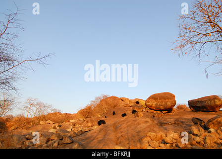 Sloth Bear, Melursus Ursinus. Daroji Bear Sanctuary, Ballari district