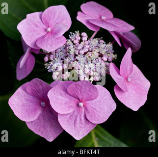 Hydrangea Glowing Embers Stock Photo