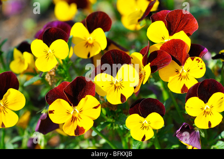 Pansies aka pansy violets (Viola tricolor hortensis) Stock Photo