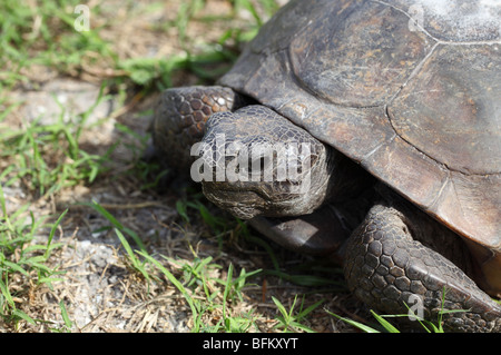 Gopher tortoise at Starkey Park, New Port Richey, Florida, USA Stock Photo