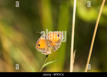 A Gatekeeper butterfly (Pyronia tithonus) - female. Stock Photo