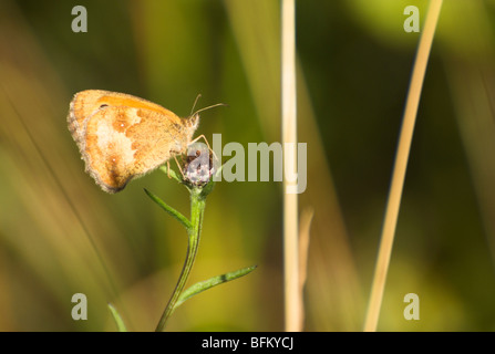A Gatekeeper (Pyronia tithonus) butterfly - female, feeding on a wild thistle flower. Stock Photo
