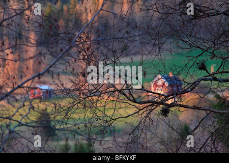 Swedish farm houses seen through the branches of a Silver Birch (Betula pendula) in spring. Vaesternorrland, Sweden. Stock Photo