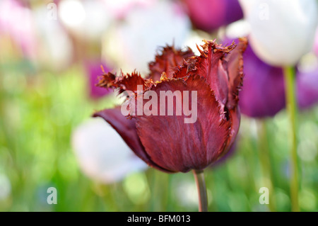 Burgundy parrot tulip Stock Photo