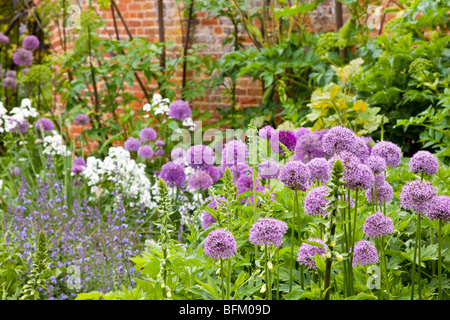 Allium's in summer flowerbed, England UK Stock Photo