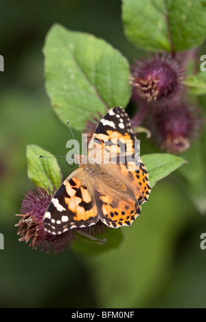 Painted Lady butterfly on Burdock plant, England UK Stock Photo