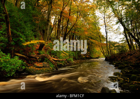 Autumnal image of  Craufurdland water flowing through Dean castle country park, Kilmarnock, Ayrshire Stock Photo