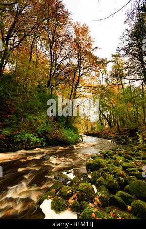 Autumnal image of  Craufurdland water flowing through Dean castle country park, Kilmarnock, Ayrshire Stock Photo