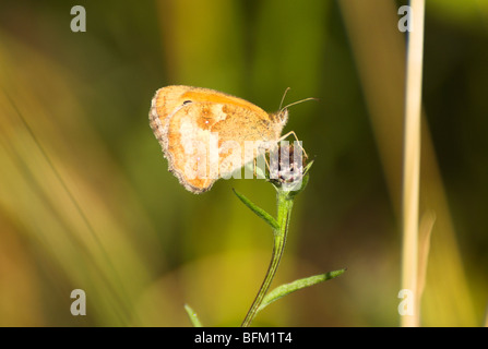 A Gatekeeper (Pyronia tithonus) butterfly - female, feeding on a wild thistle flower. Stock Photo