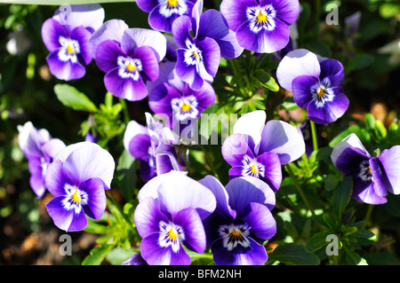 Pansies aka pansy violets (Viola tricolor hortensis) Stock Photo