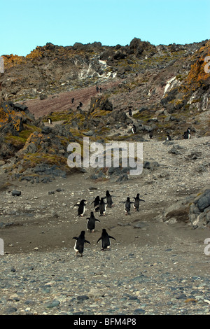 Adelie Penguins heading to rookery area, near Arctowski Polish Station, Antarctica Stock Photo