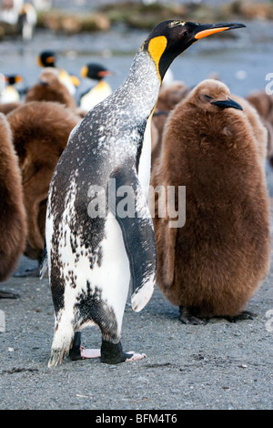 Albino Penguin Stock Photo - Alamy