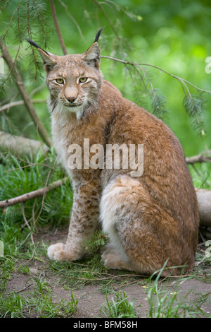 European Lynx - Lynx lynx Stock Photo