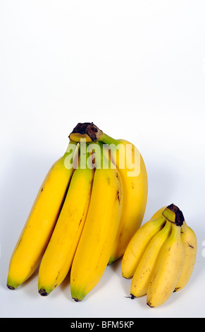 Two bunches of ripe bananas large and small varieties produce of Costa ...
