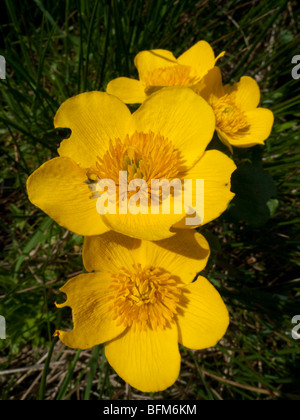 Marsh Marigold (Caltha palustris) Stock Photo