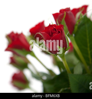 Red roses. Focus on foreground Stock Photo