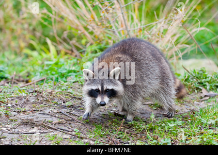 Waschbär - Procyon lotor -common raccoon from Europe Stock Photo