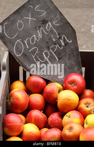 Coxs Orange Pippin red ripe apples for sale at Borough Market Southwark london England Stock Photo