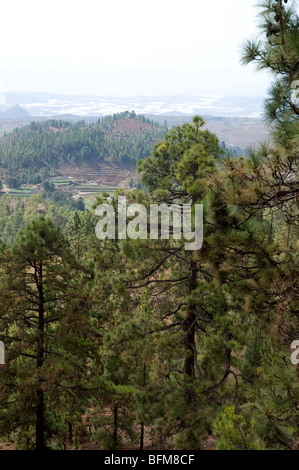 Mountains and pine forest in Teide National Park Tenerife Canary Islands Stock Photo