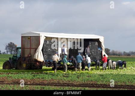 Migrant workers from Eastern Europe harvesting lettuces Stock Photo