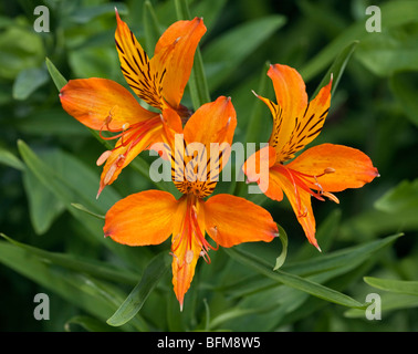 Alstroemeria Aurea (Peruvian Lily/Lily of the Incas) Stock Photo