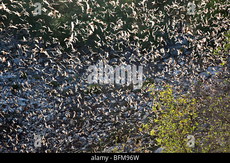 Mexican Free-tailed bats Tadarida brasiliensis in flight from Bracken Cave Texas USA Stock Photo