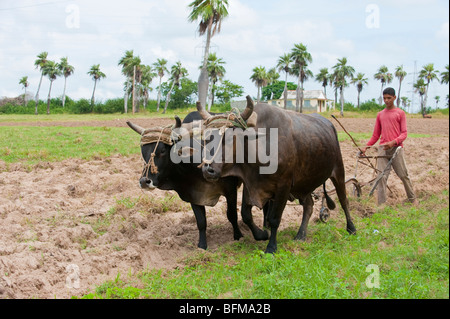 Boy plowing Tobacco field with oxen team in Pinar del Rio, Cuba Stock Photo